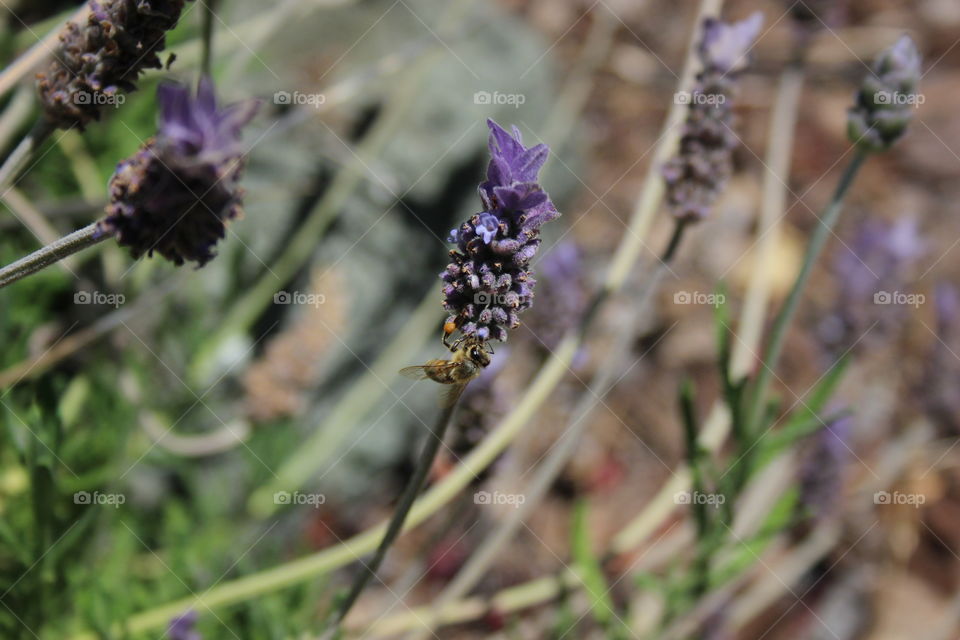 Bees in the yard