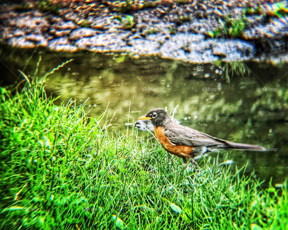 Robin bird near the water, green grass in Central Park. Rusty red feathers. Summer.