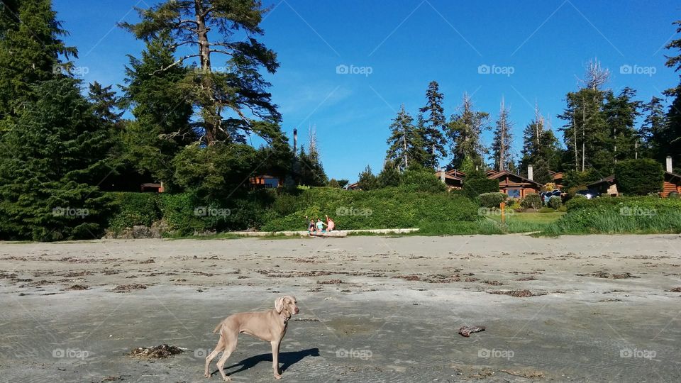 Weimaraner on the beach. My dog loving the beach in Tofino BC. McKenzie Beach and Crystal Cove Resort.