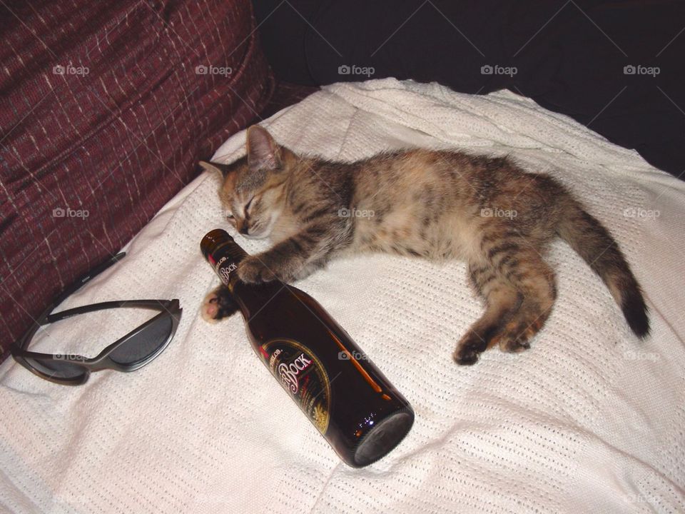 Drunken kitty
