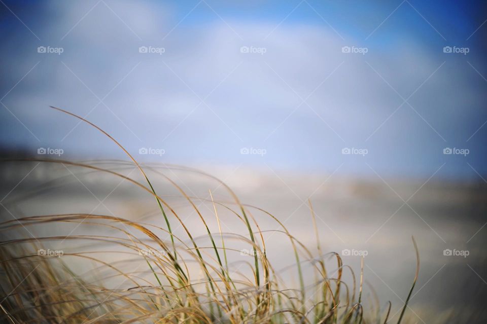 Sand and dunes on a island with clouds and dune grass on a sunny day