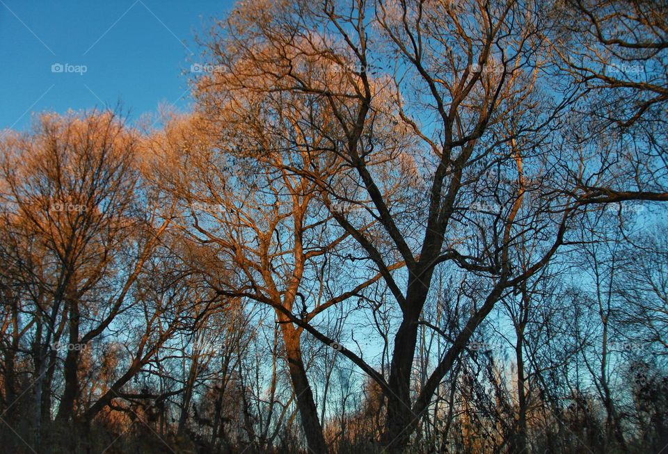 shot in the forest of trees without leaves under the rays of the evening sun