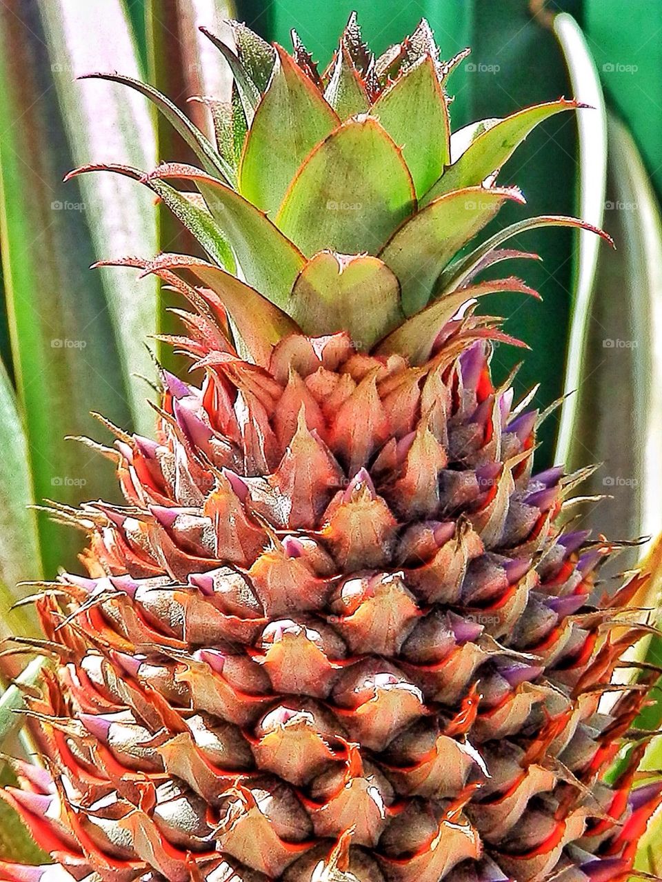 Pineapple