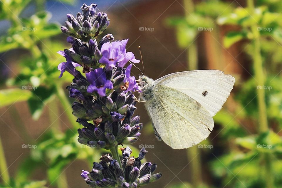 One butterfly and lavender 