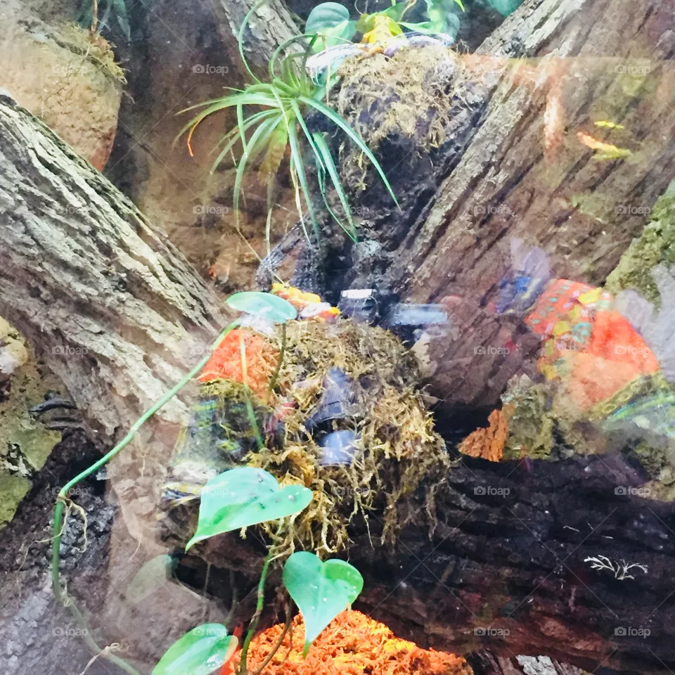 🌿🍃