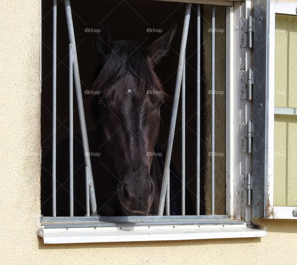 View of a horse looking out of window