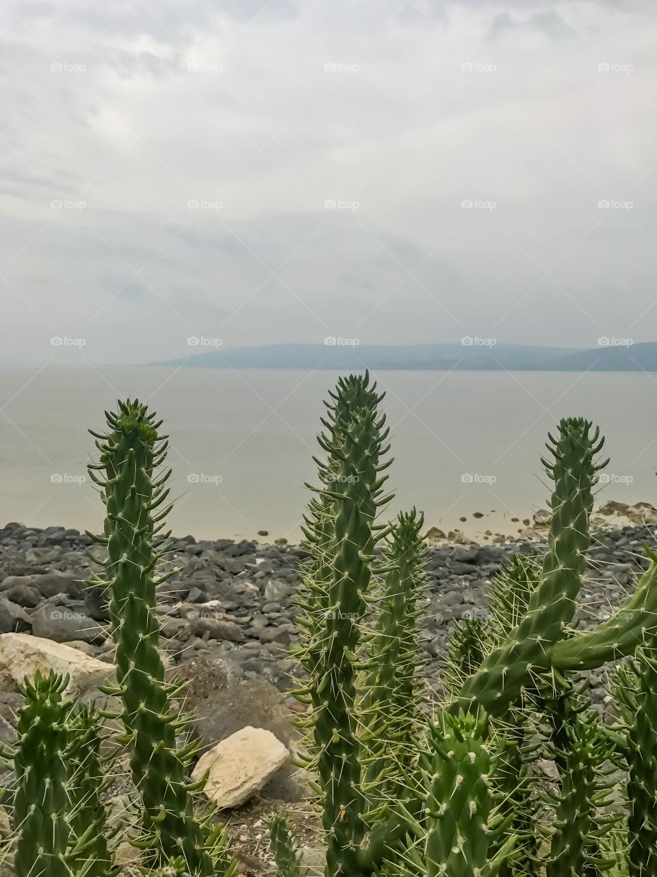 Nature Landscape - Cactus at The Sea Of Galilee, Israel. 