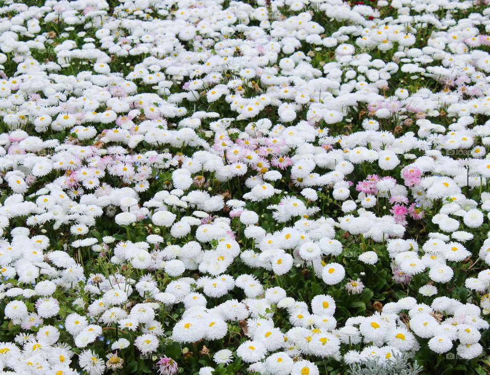 Close up of meadow full of flowers,  white Bellis perennials, or Daisies . Full frame