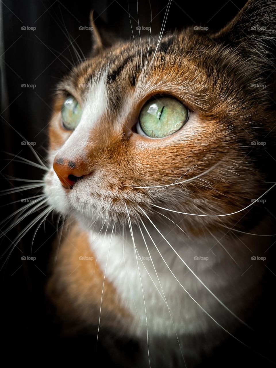 Patch tabby tabby calico senior cat beautiful cute adorable dark background big green eyes whiskers nose unique markings bestie pet photo picture image feline eyes photography phone portrait pets