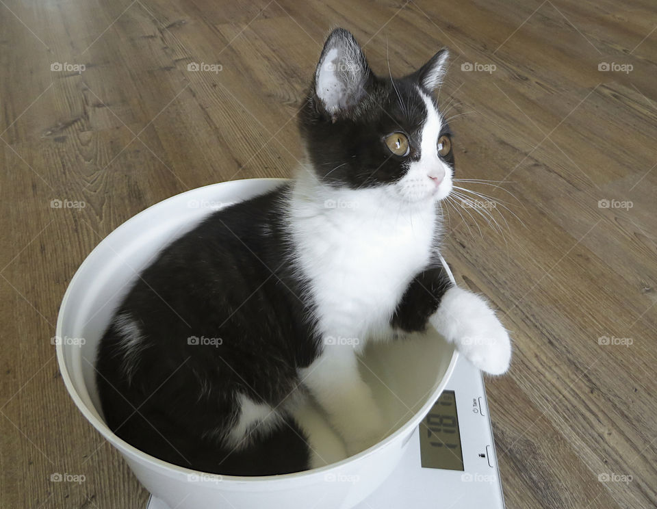 Kitten in the bowl. Kitten on the scale