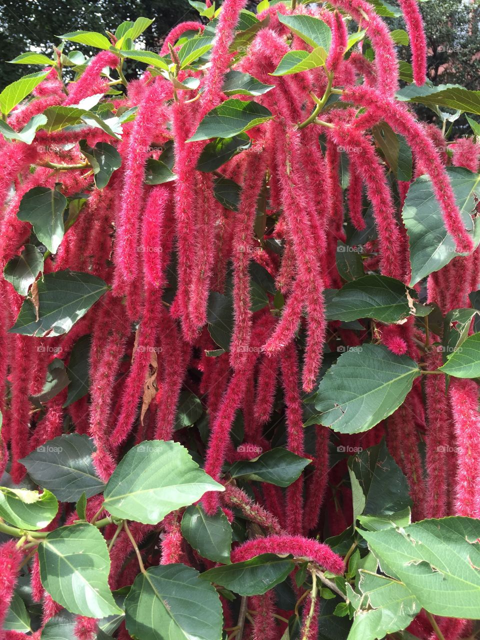 Close-up of flowers in garden