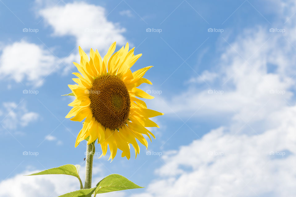a single sunflower flower standing out on cloudy sky