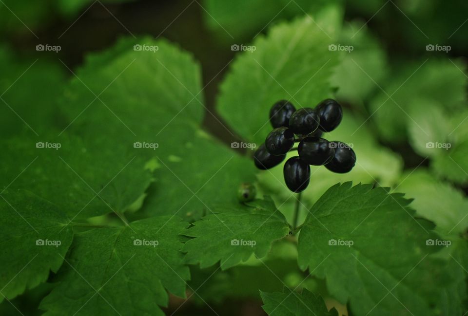 Actaea spicata berries (toxic)