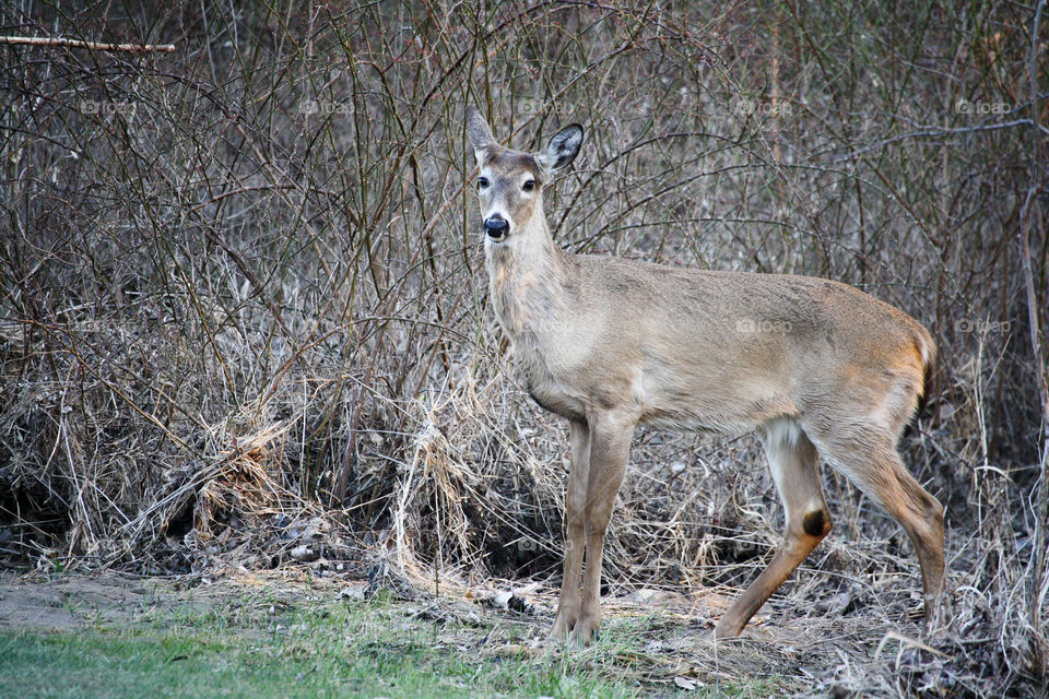 Deer in the nature, early spring