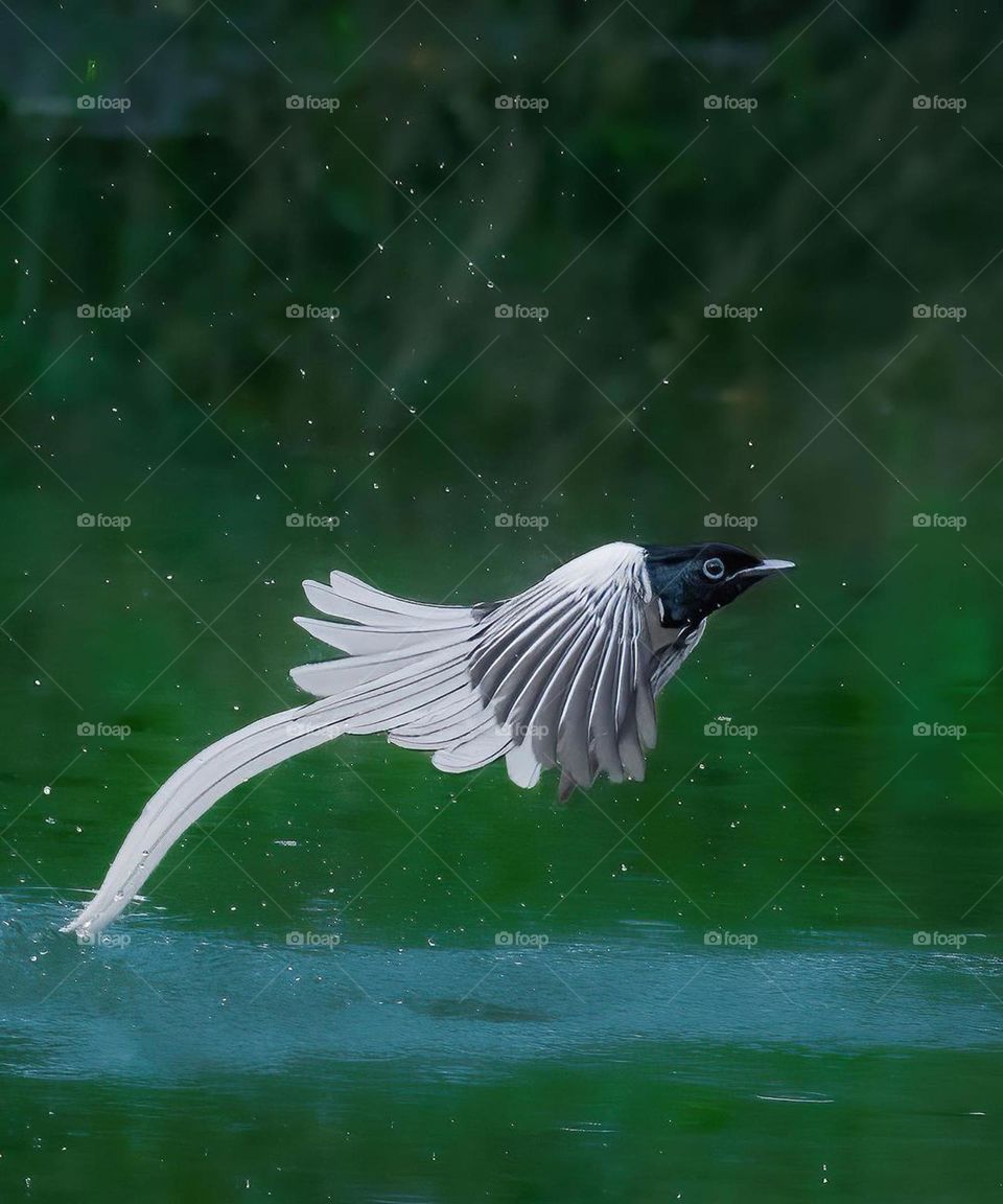 Indian Paradise flycatcher bird