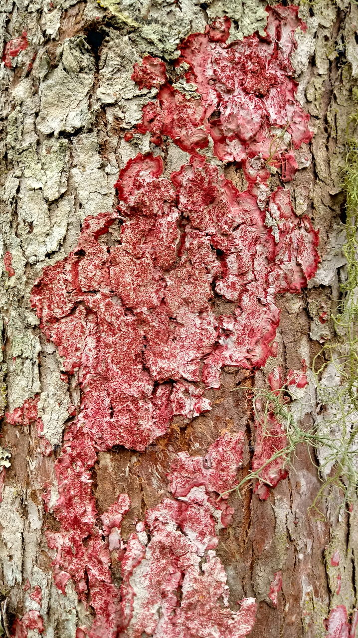 Natur, Stamm, Moos, Barke, Baum