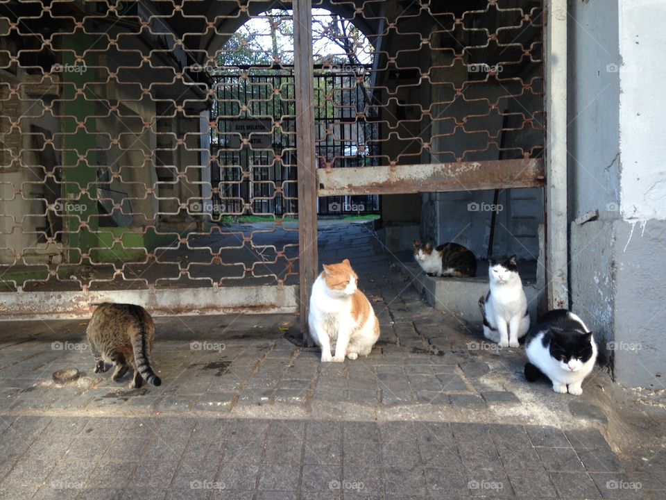 cats on the street