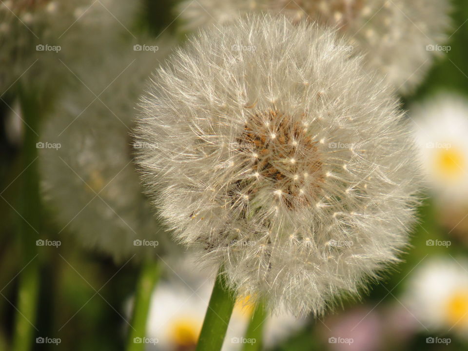 dandelion