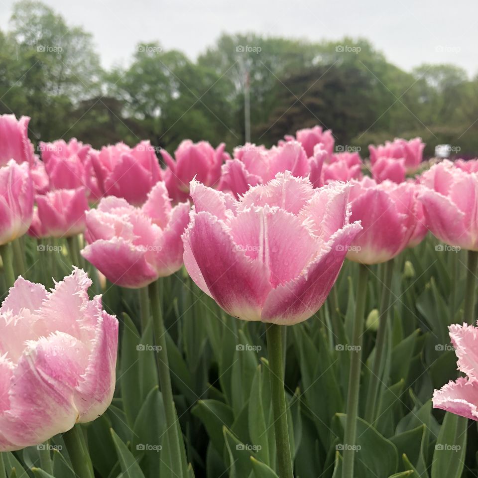 Pink Fringed Tulip Flowers at Washington Park Albany, New York