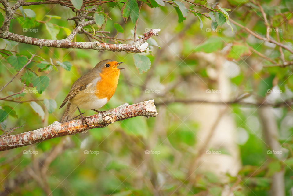 Little bird singing on a branch