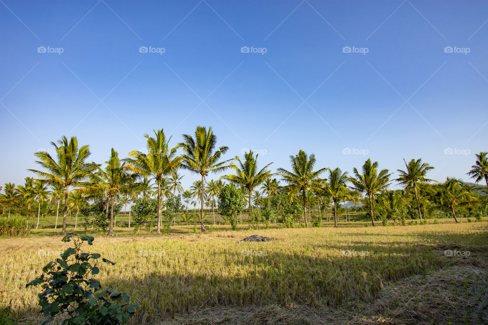 rice fields and coconut trees