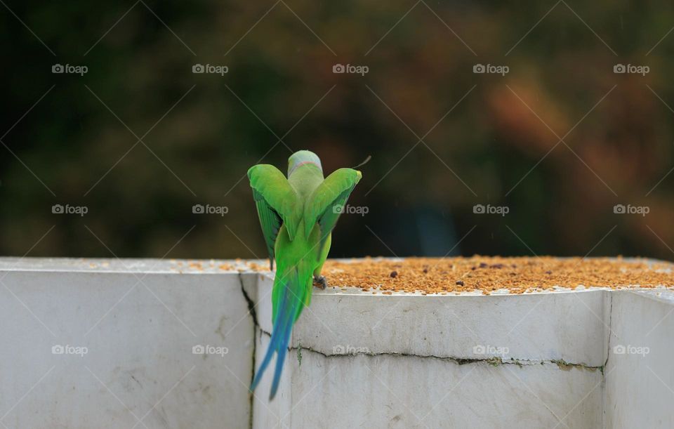 how could you not fall in love with a parrot? parrots are so beautiful and lovely.