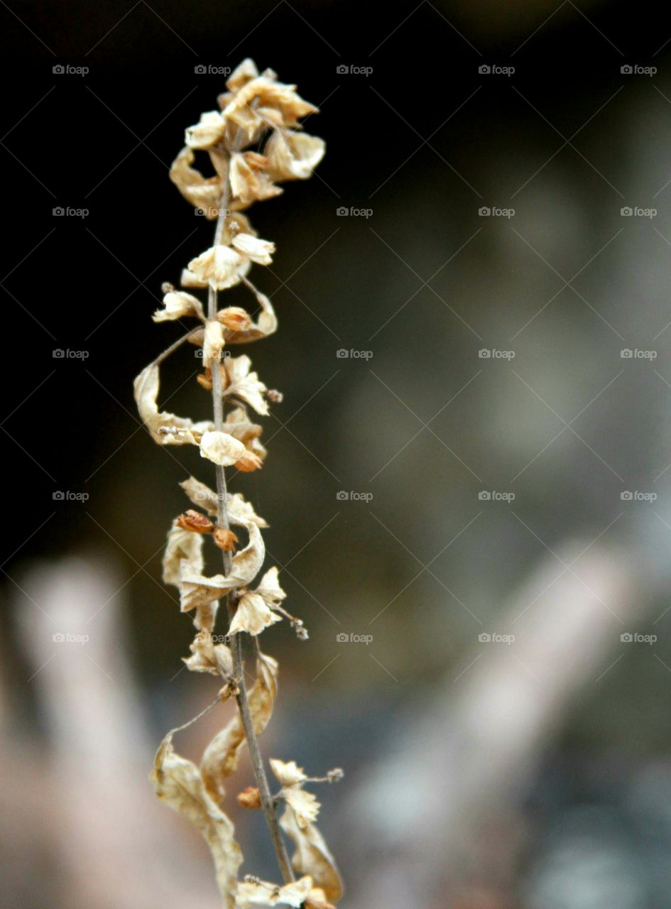 dried weed, leaves and flower