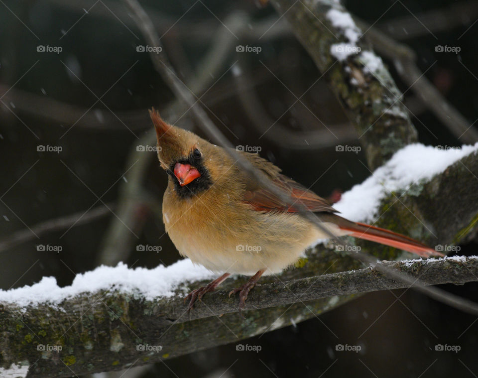 Cardinal on a branch