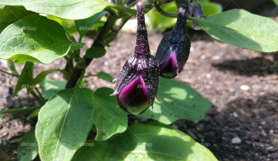 Mini Eggplants