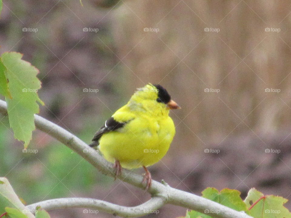 Wildlife, Bird, Nature, Outdoors, No Person