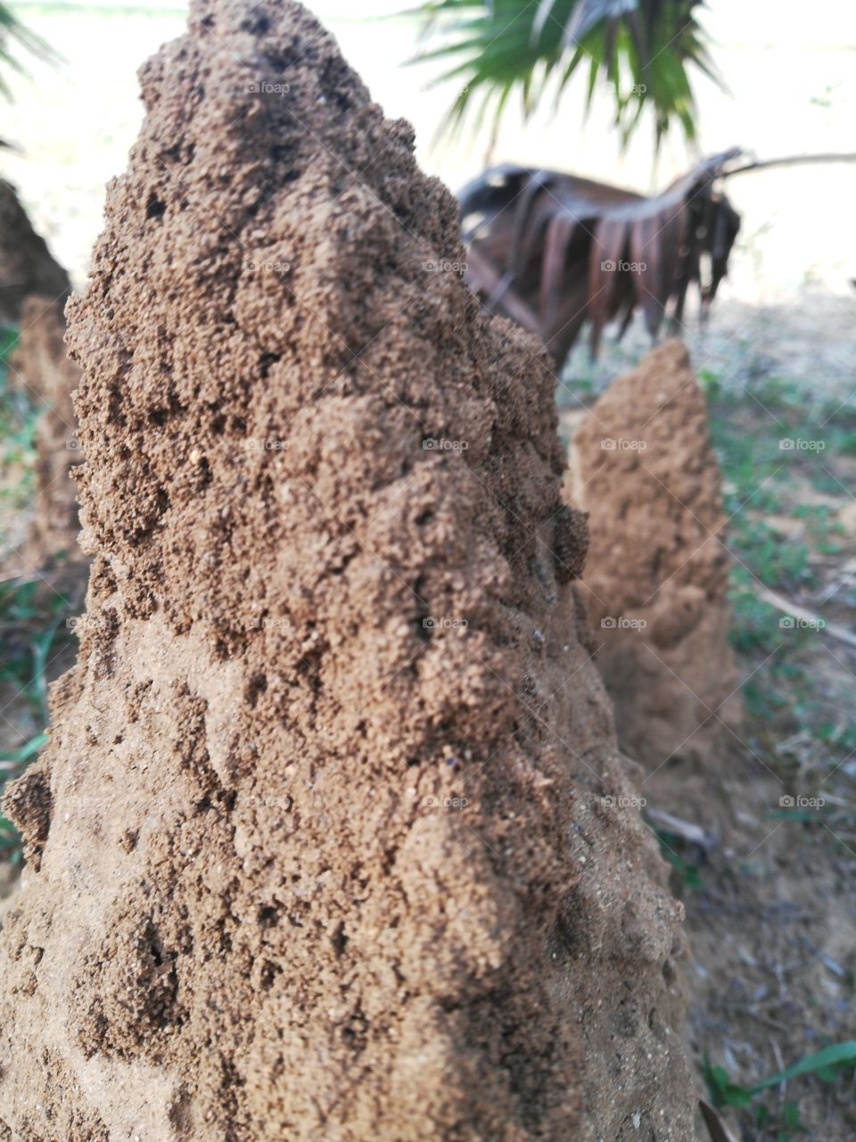 Soil