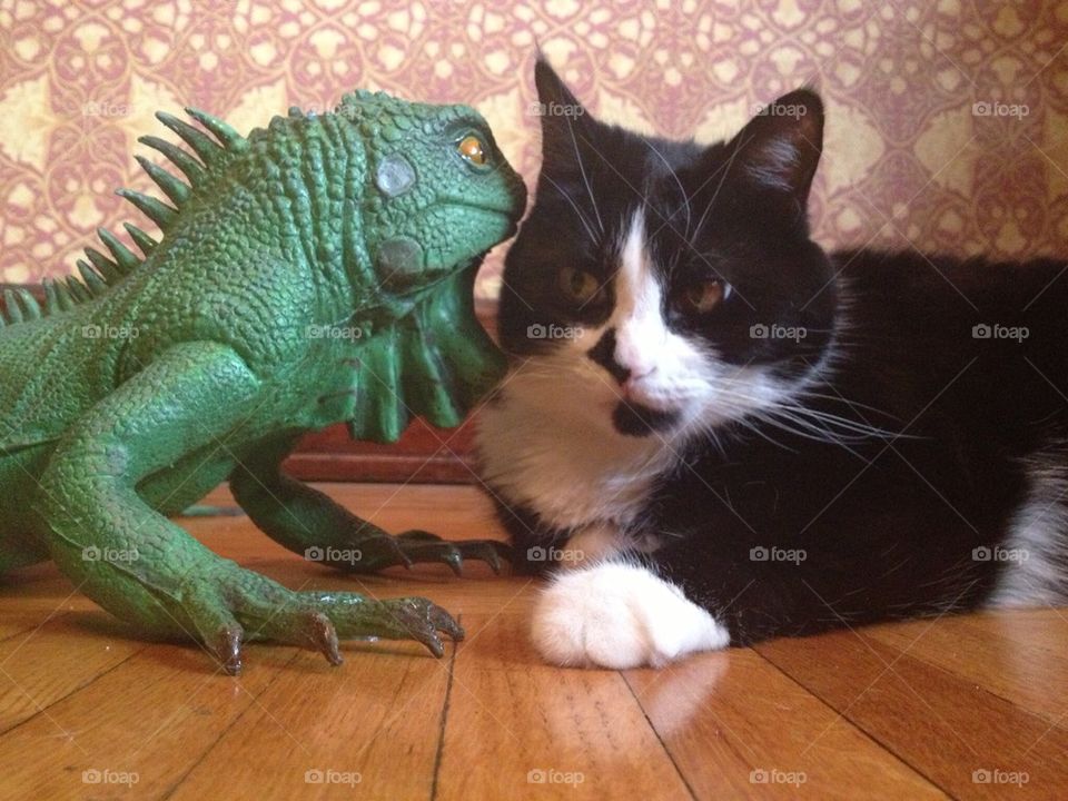 Cat with iguana 