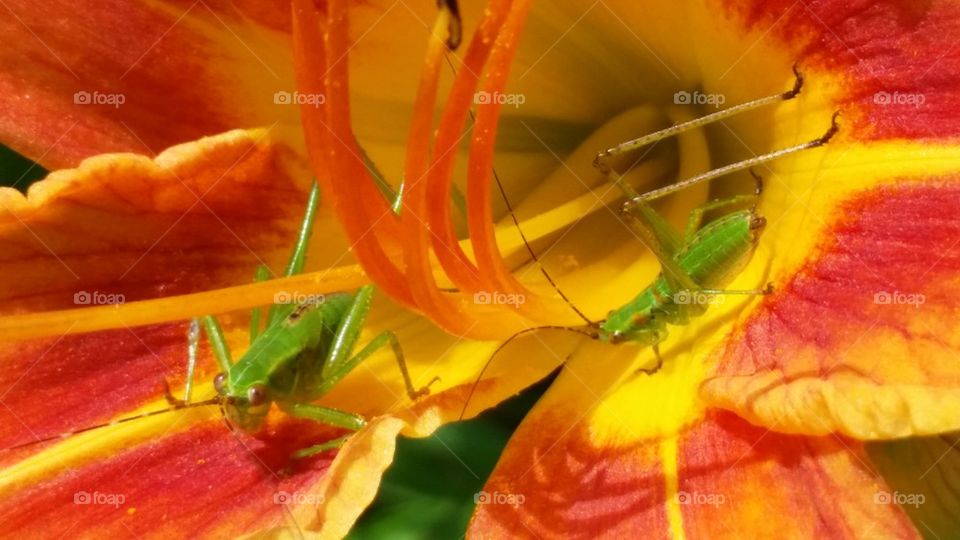Grasshoppers in summer