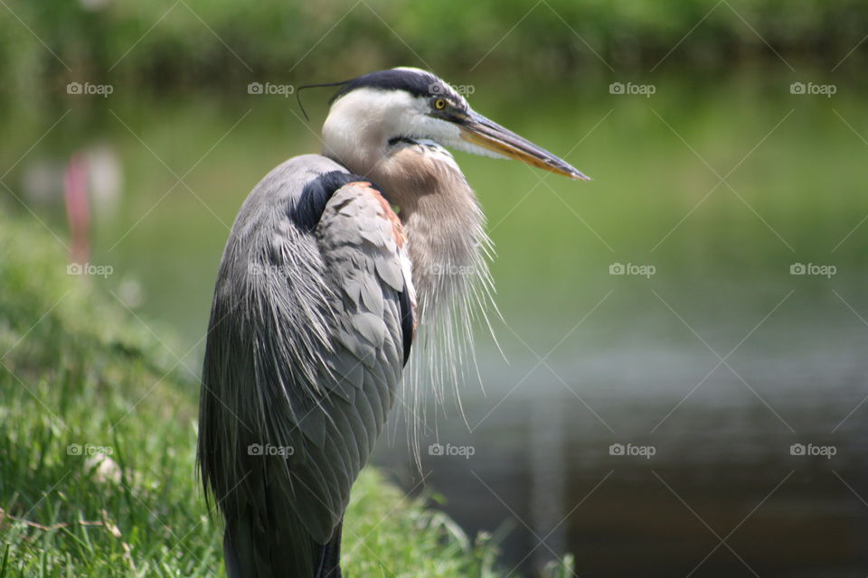 Portrait of  grey heron