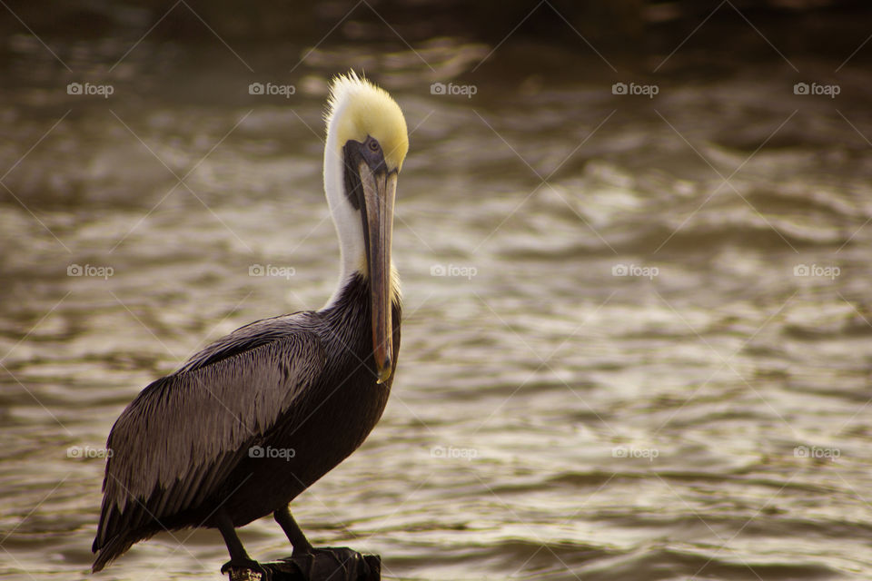 pelican bay