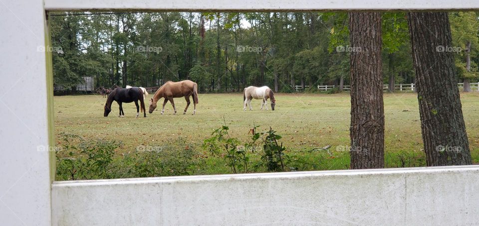 the image of four horses grazing in the pasture is framed by the white fence panels