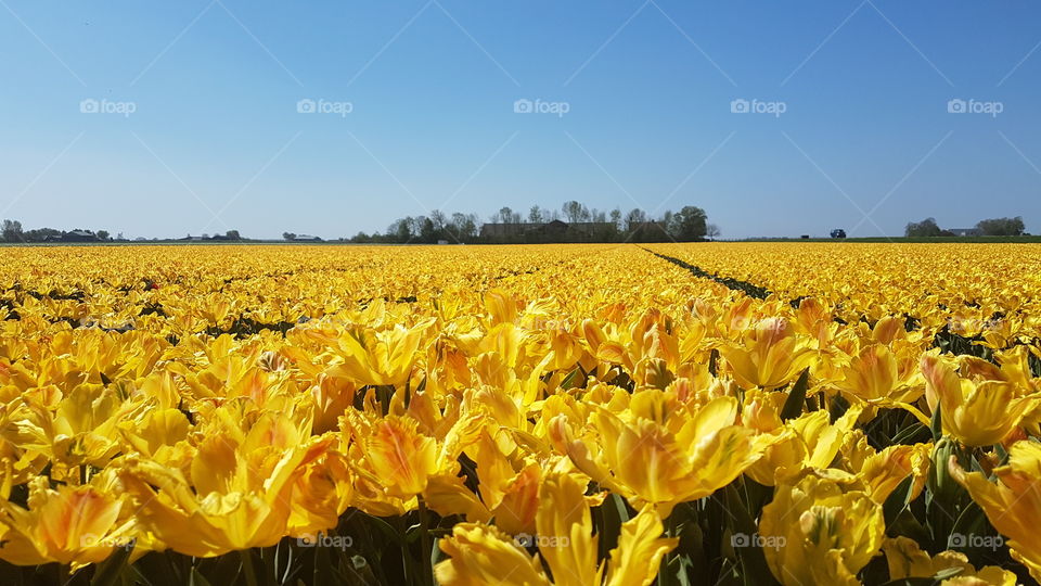 blazing yellow tulip field under a beautiful spring sun, near Lelystad, Netherlands.