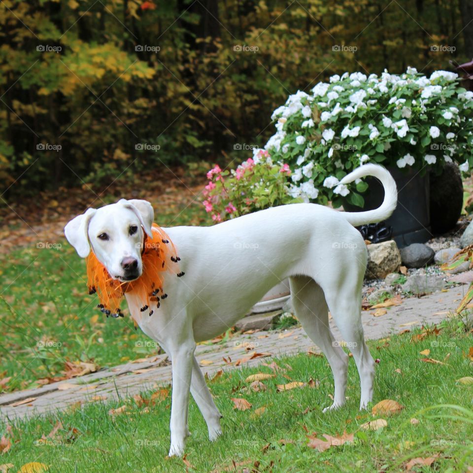 Dog wearing orange collar