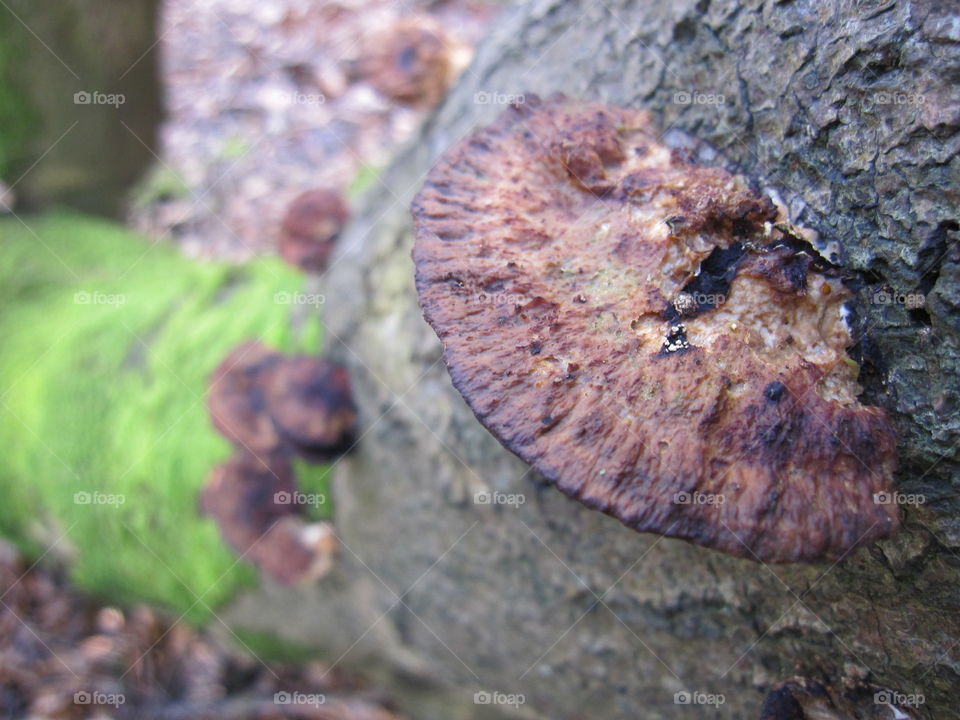 Bracket Fungus