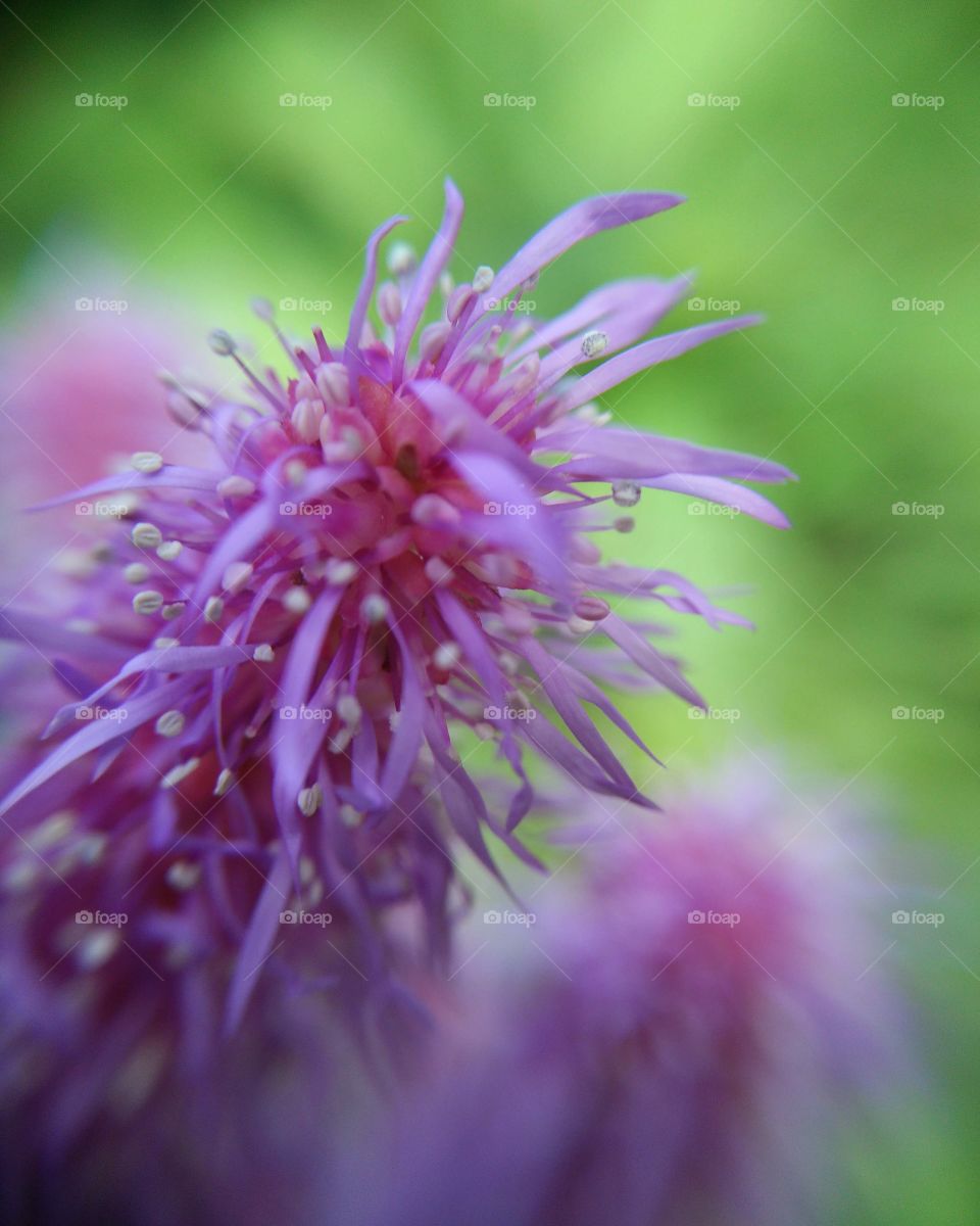 Macro purple astilbe flower