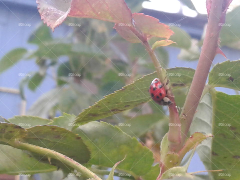 ladybug