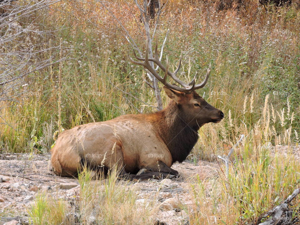 Elk in nature