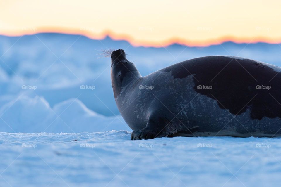 Seal on the ice