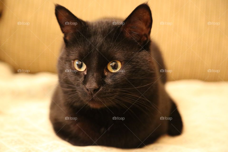 Close-up of a black cat