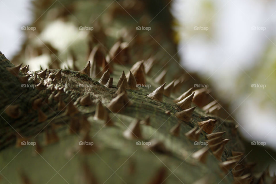 stem spikes thorns by ronenel