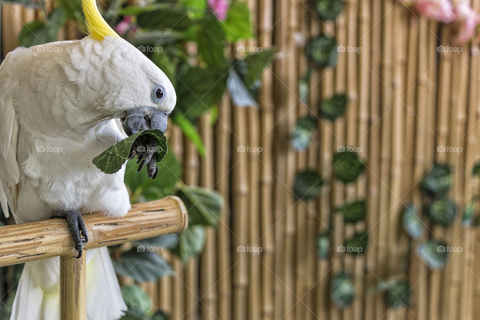 Cockatoo