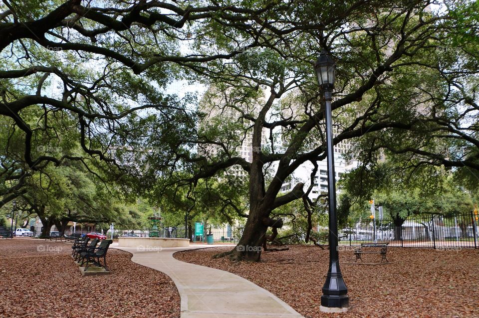 Tree, Park, No Person, Nature, Landscape