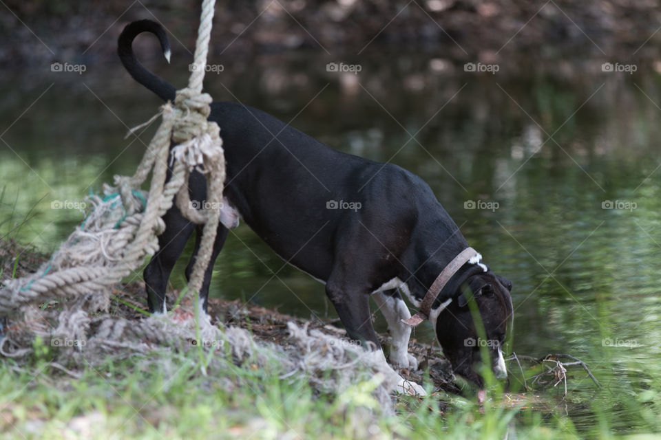 Mammal, Nature, Animal, Grass, No Person