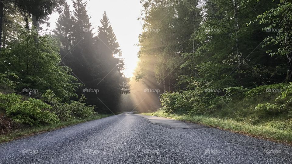 A beautiful morning walk. The sun rays hits the treetops, and a divine light hits the road.