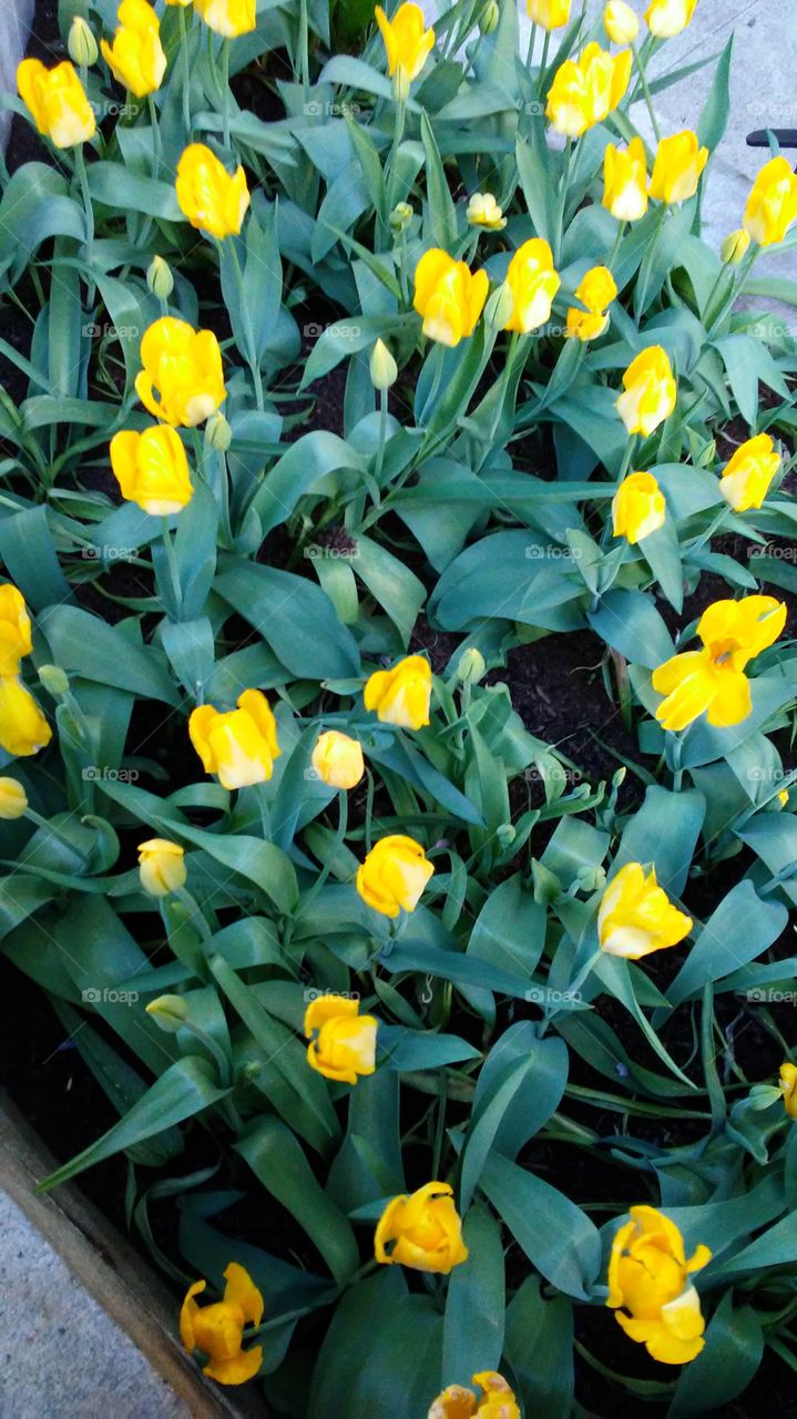 spring. flowers. beauty